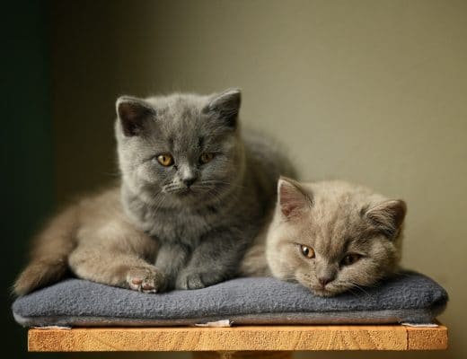 british_shorthair_2